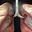HQ Human Lungs