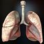 HQ Human Lungs