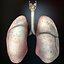 HQ Human Lungs