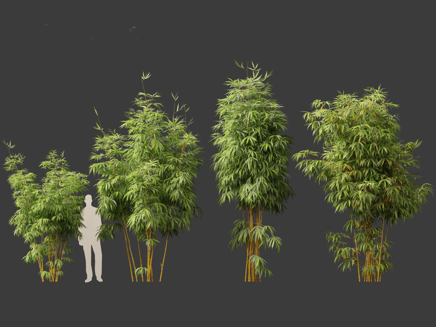 Alphonse karr bamboo - Bambusa multiplex cv Alphonse Karr 03 3D https://p.turbosquid.com/ts-thumb/Yj/n7E5Od/78/alphonsekarrbamboo034/jpg/1690290891/1920x1080/fit_q87/854ab1351944218314cd68909ed07bc754937e6f/alphonsekarrbamboo034.jpg