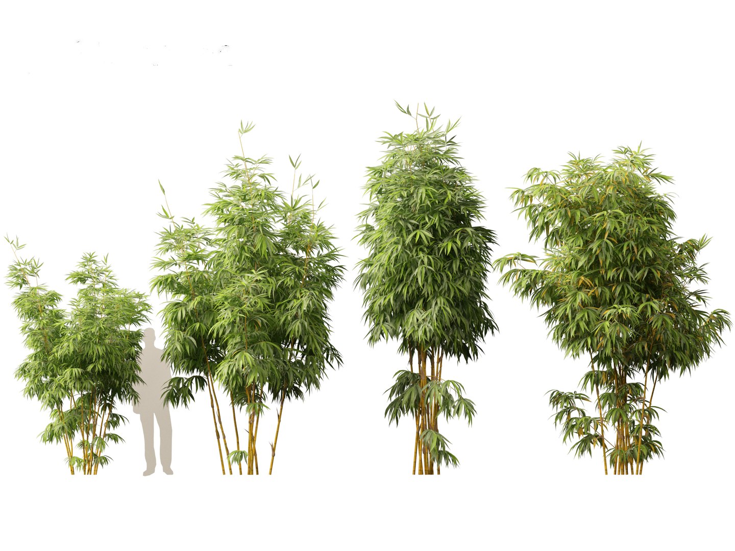 Alphonse karr bamboo - Bambusa multiplex cv Alphonse Karr 03 3D https://p.turbosquid.com/ts-thumb/Yj/n7E5Od/FQ/alphonsekarrbamboo033/jpg/1690290880/1920x1080/fit_q87/4cfd07e51a073104e9f8333f122eed5a38c2cbfb/alphonsekarrbamboo033.jpg