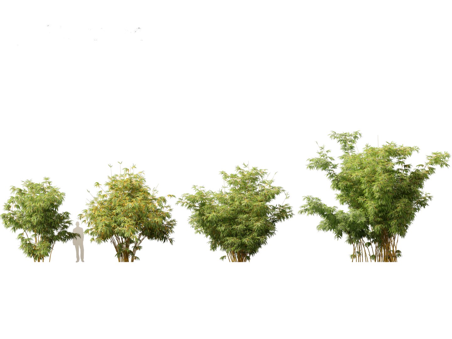 Alphonse karr bamboo - Bambusa multiplex cv Alphonse Karr 03 3D https://p.turbosquid.com/ts-thumb/Yj/n7E5Od/RN/alphonsekarrbamboo035/jpg/1690290881/1920x1080/fit_q87/7678777fe6d678642f30c75d759f461814ad116a/alphonsekarrbamboo035.jpg