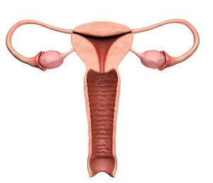 3D female human