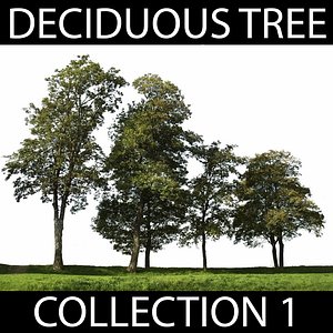Deciduous Tree Collection