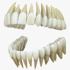 3D teeth anatomy mouth