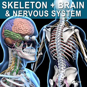 Skeleton and Nervous System