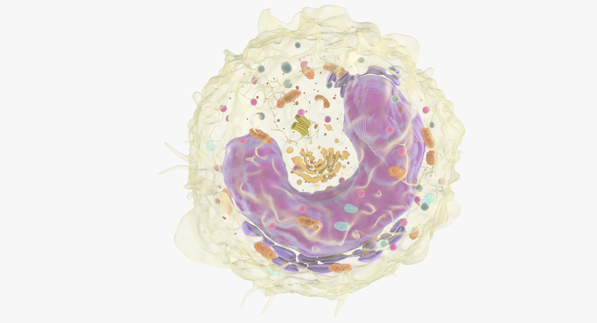 Monocyte Nucleus Mitohondria Model - TurboSquid 1266677