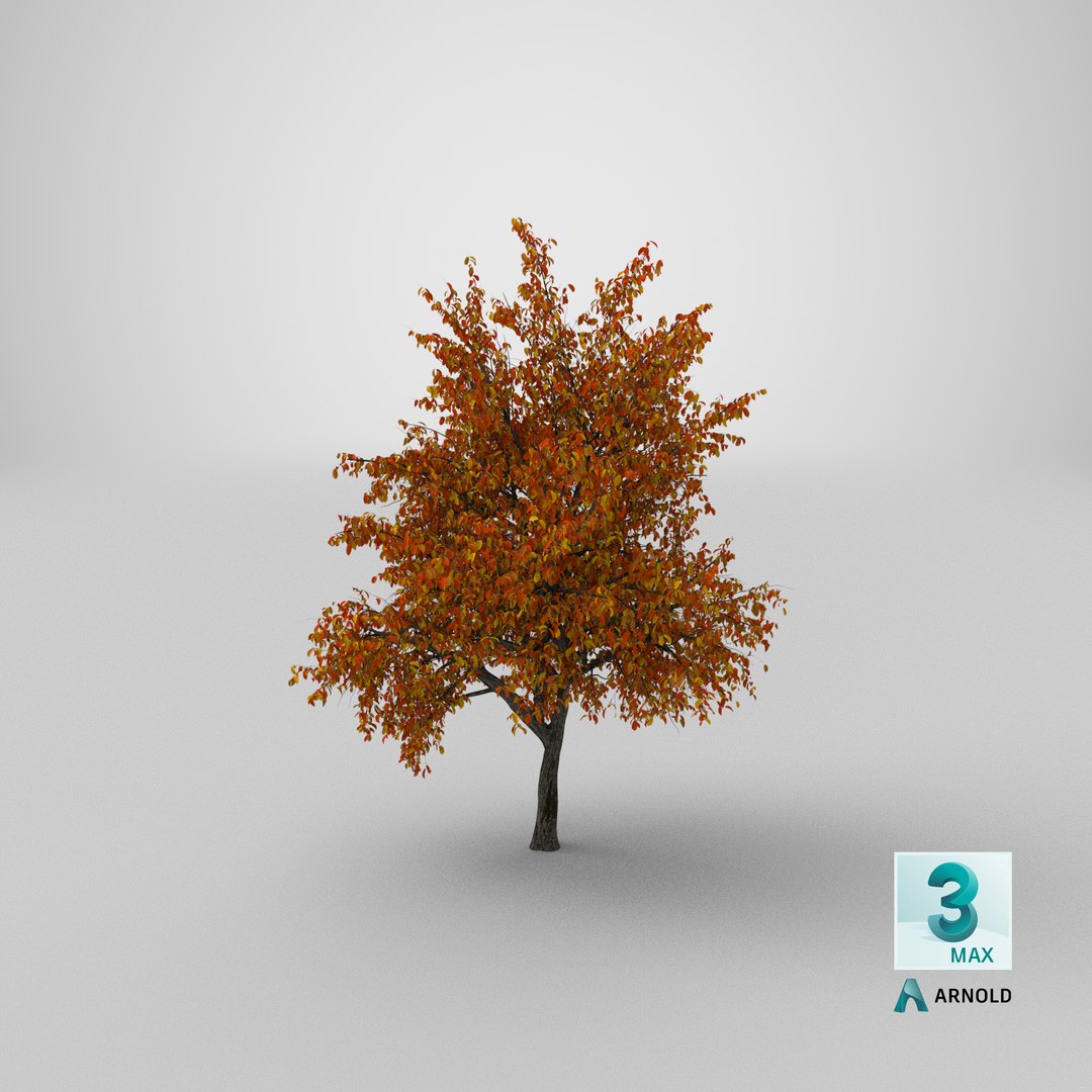 Autumn Pear Tree Model - TurboSquid 1431959