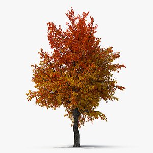 autumn pear tree model