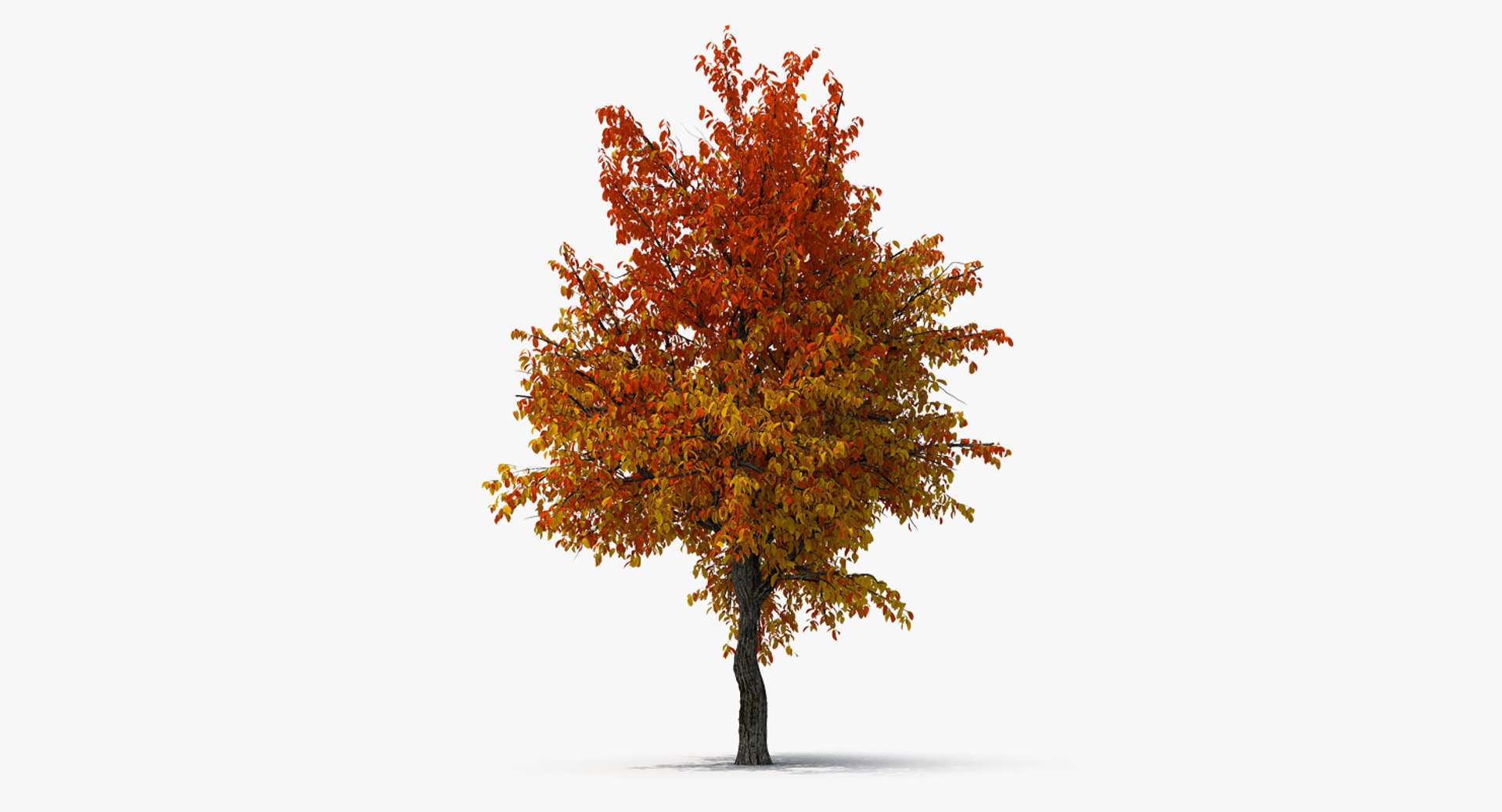 Autumn Pear Tree 3D model preview