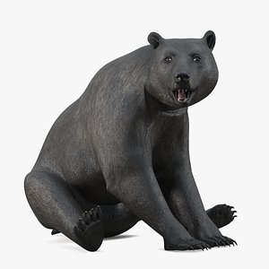 Realistic Grizzly Dark Brown Rigged 3D