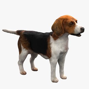 Beagle Dog NoFur