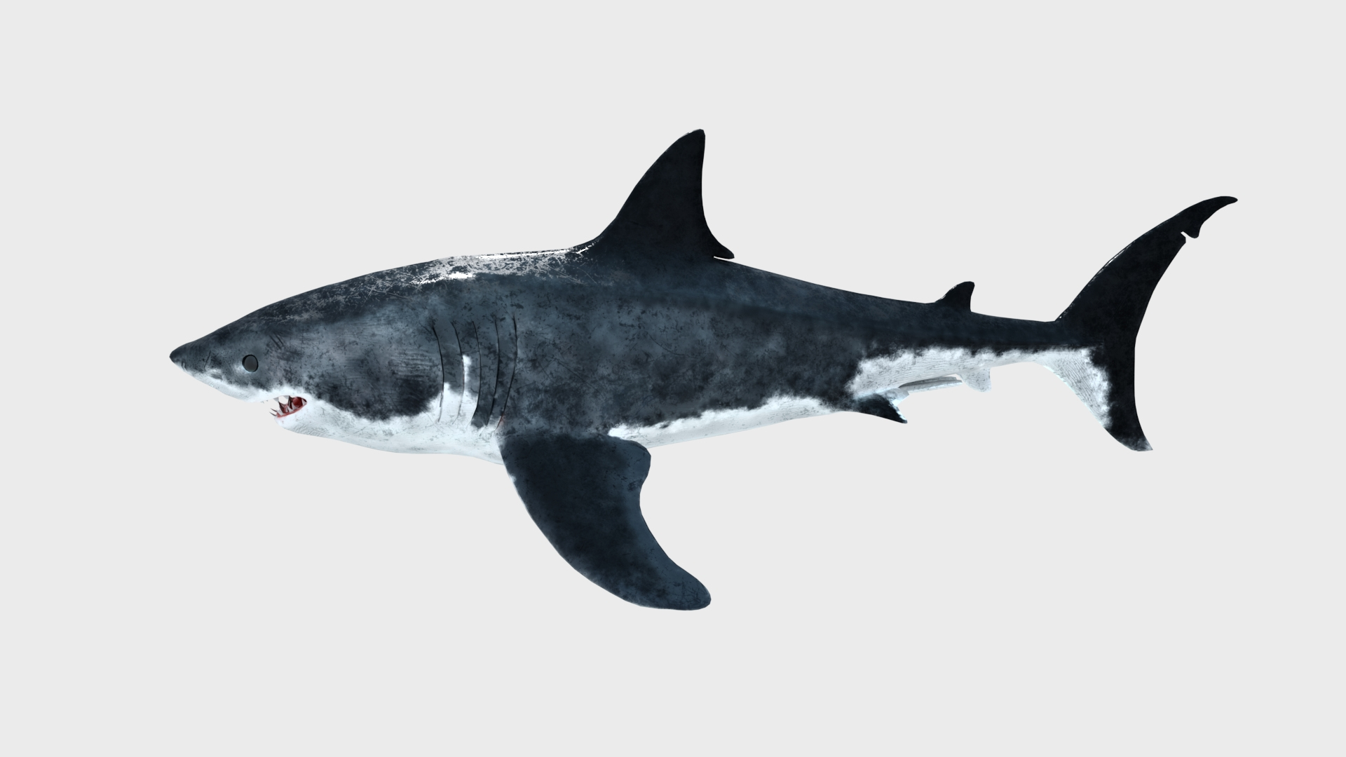 Great White Shark Rigged in Blender | 3D model