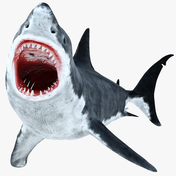 3D great white shark rigged - TurboSquid 1250794