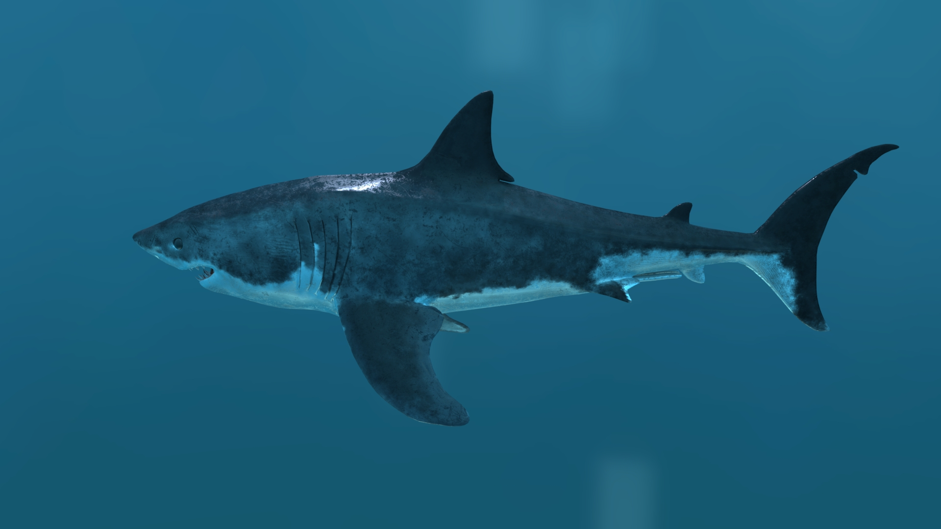 3D Great White Shark Rigged - TurboSquid 1250794