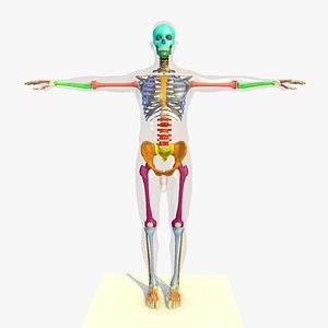 3d model colour skeleton anatomy man human