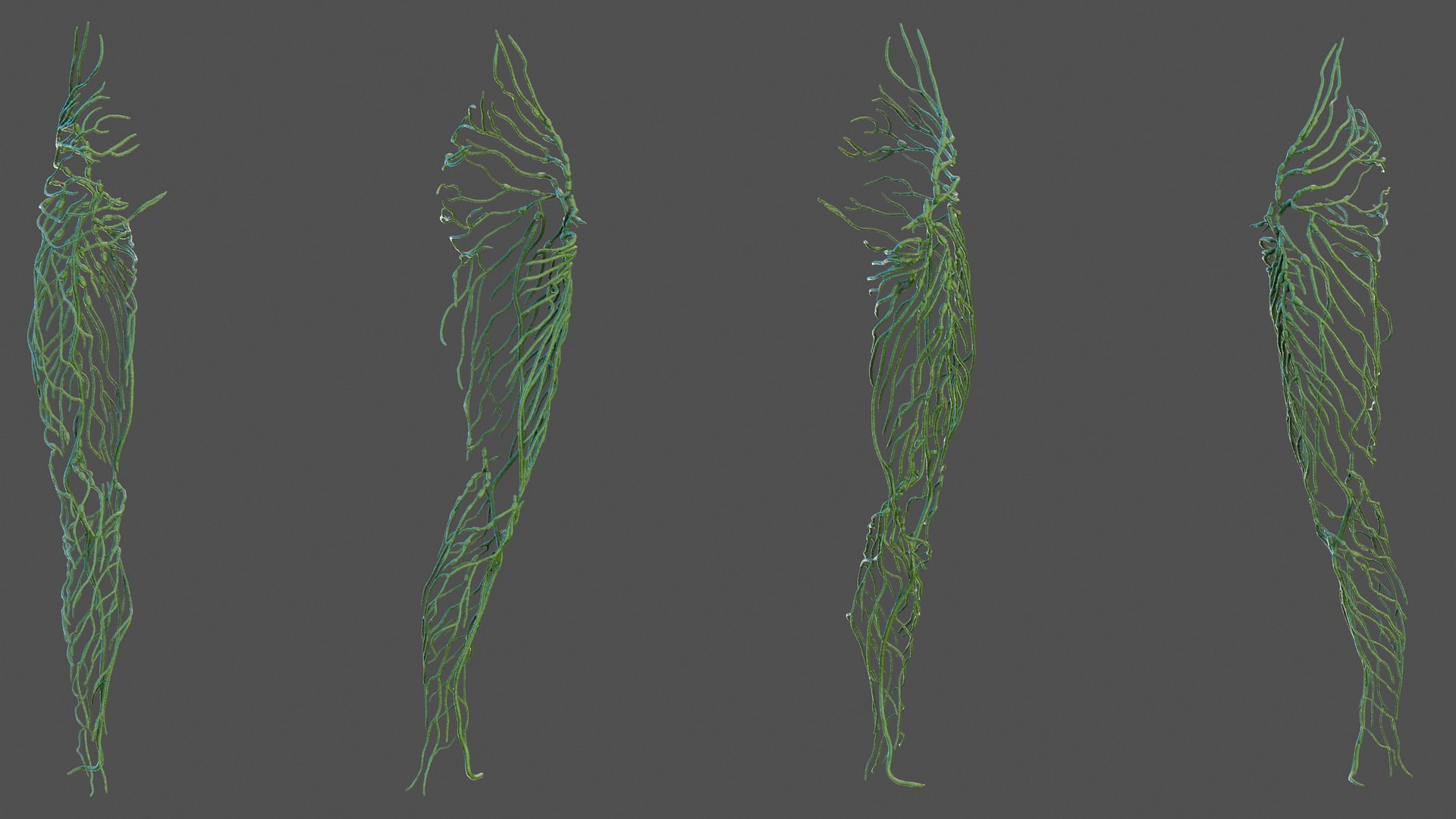 Human Leg Lymphatic System 3D model preview