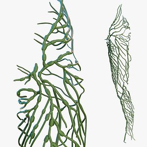 Human Leg Lymphatic System