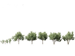 3D Loquat - Bigleaf hydrangea Tree