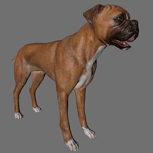 3D dog boxer animal