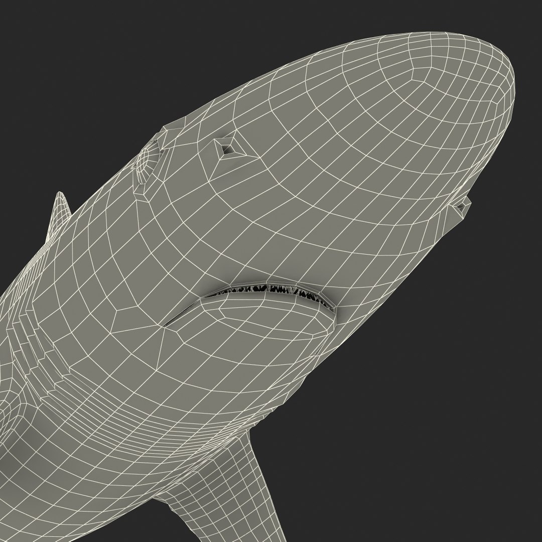 3d Model School Shark Rigged