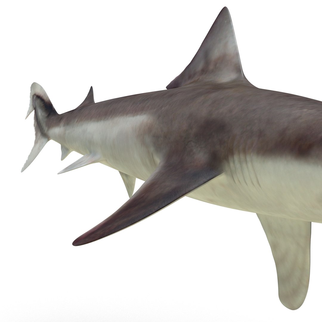 3d Model School Shark Rigged