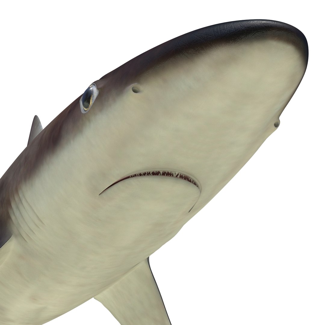 3d Model School Shark Rigged