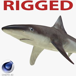 School Shark Rigged for Cinema 4D 3D Model