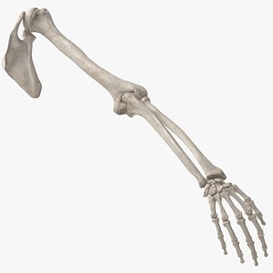 3D model human arm scapula bones anatomy