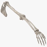 Real Human Arm and Scapula Bones Anatomy 01 White