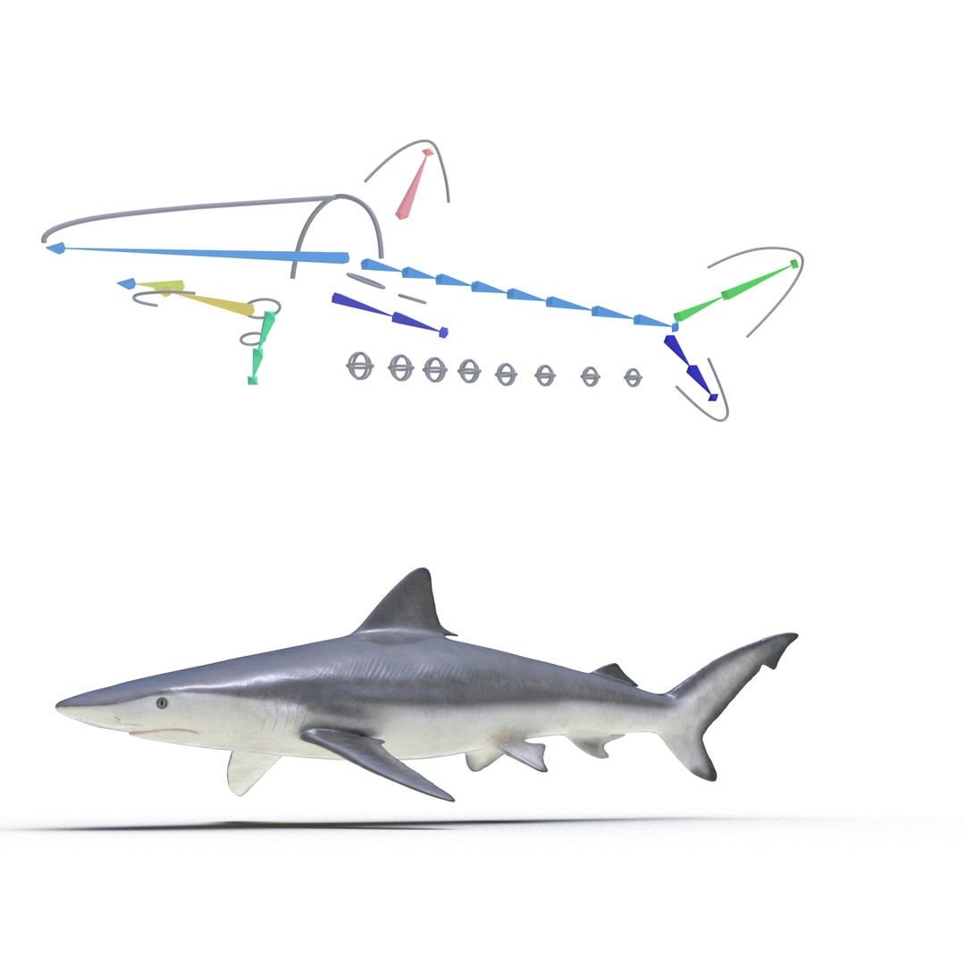 Rigged Sharks 3 3D - TurboSquid 1428693