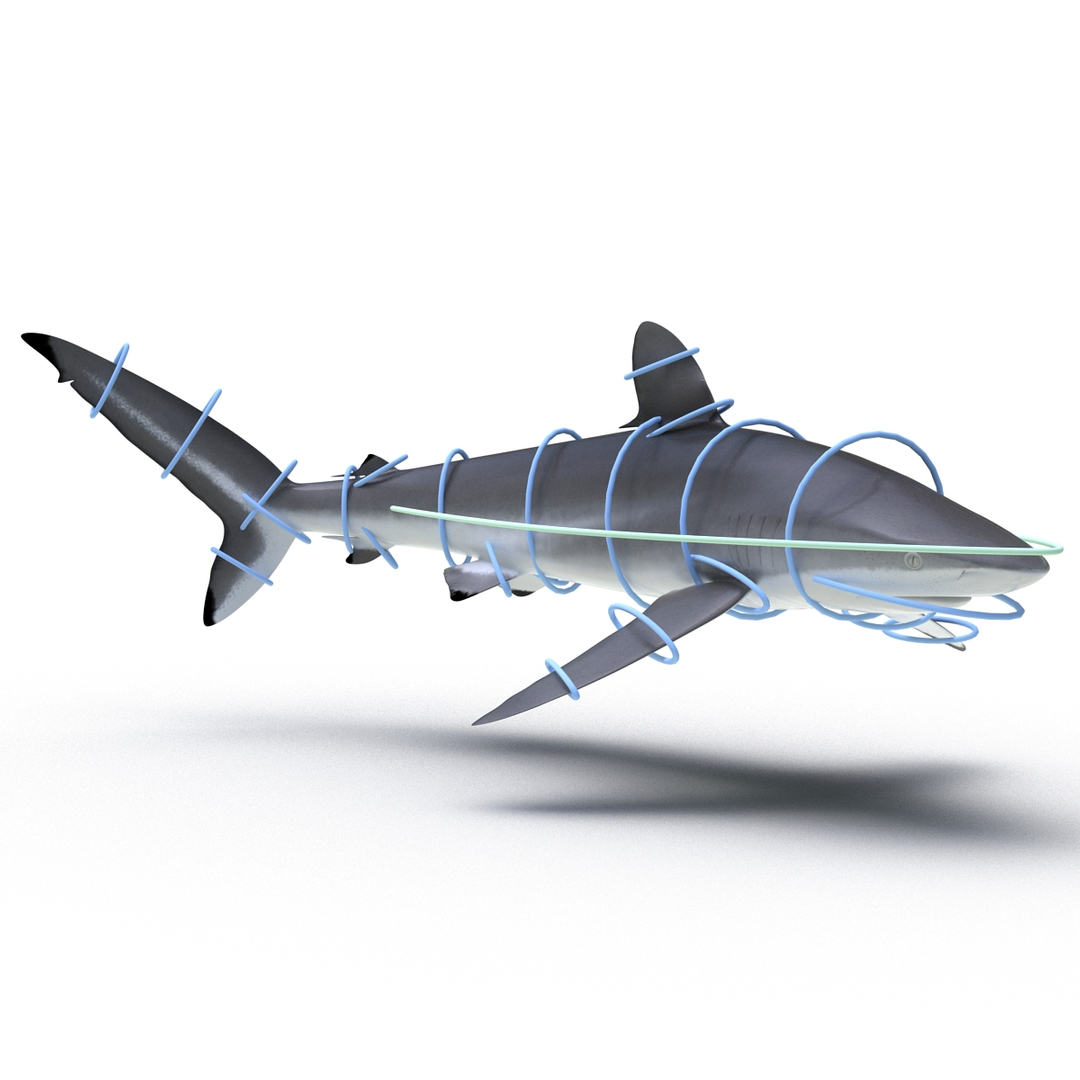 Rigged Sharks 3 3D - TurboSquid 1428693