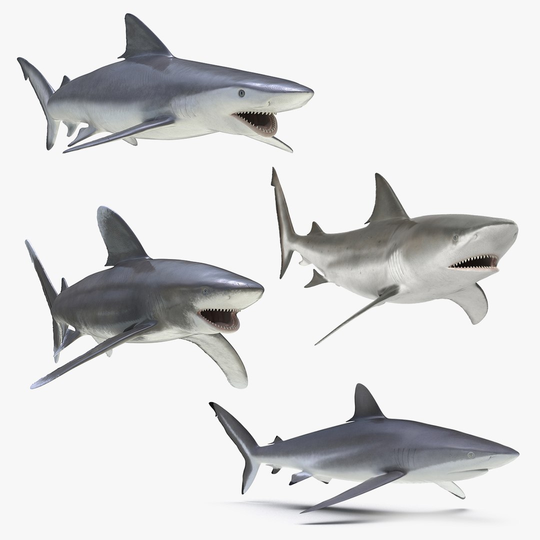 Rigged Sharks Collection 3 3D model preview