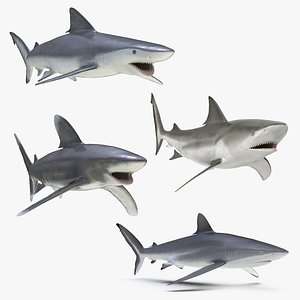 Rigged Sharks Collection 3