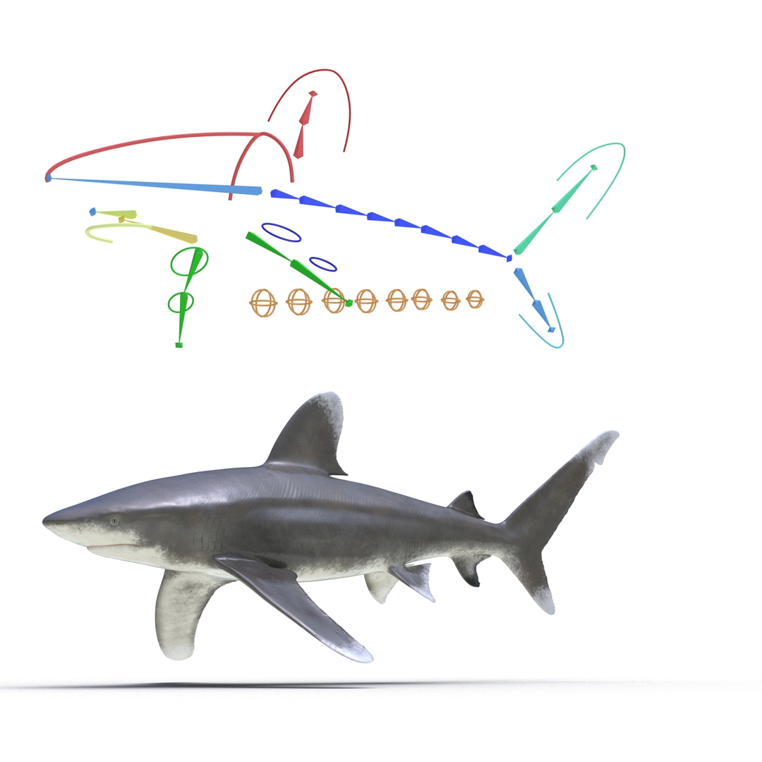 Rigged Sharks 3 3D - TurboSquid 1428693