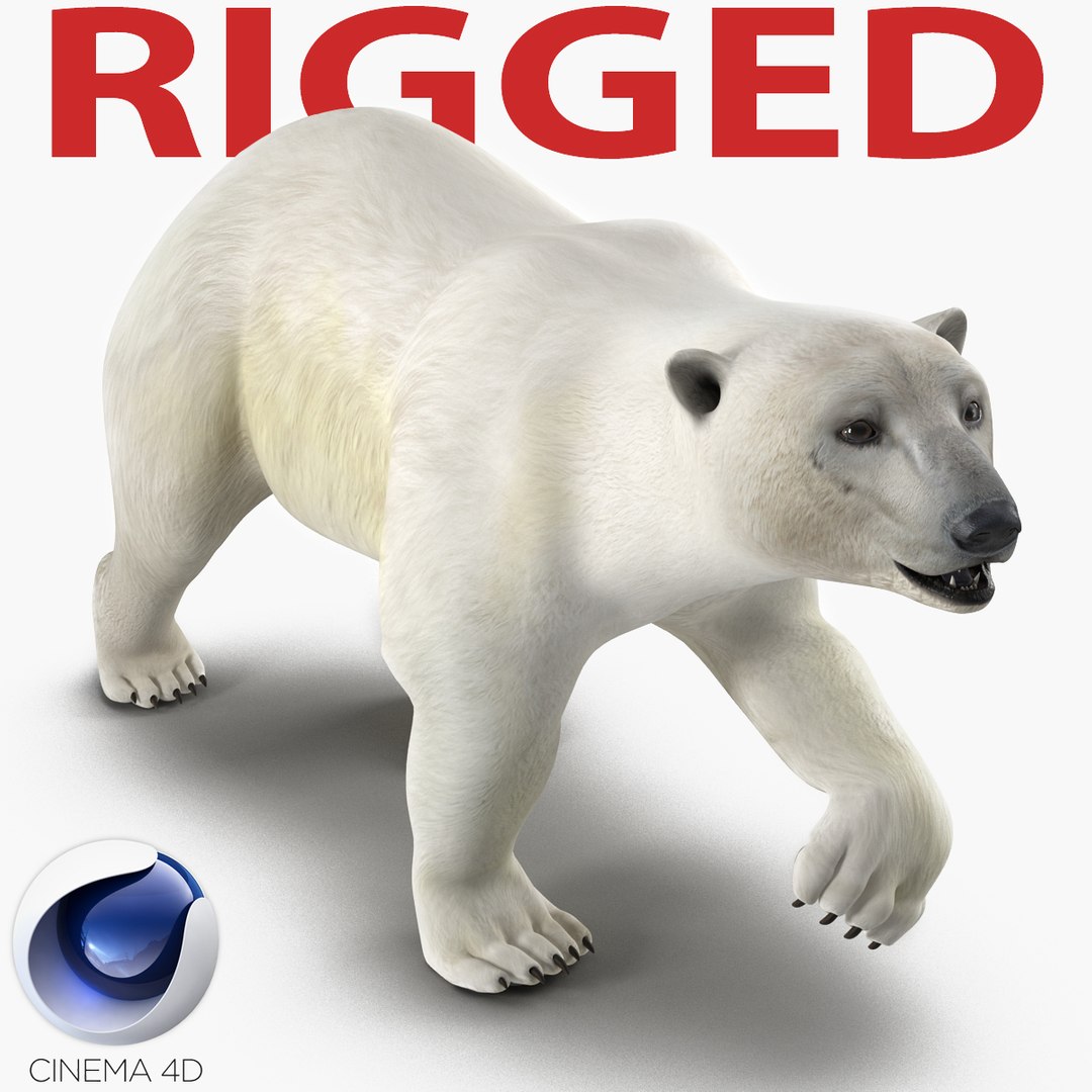 Polar Bear Rigged for Cinema 4D 3D model preview