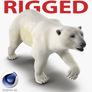 c4d polar bear rigged