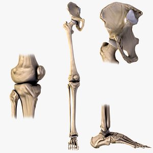 Hip Knee and Foot