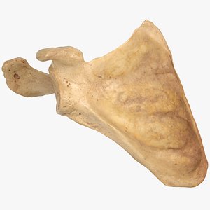 3D human scapula bone 01 model