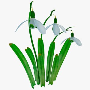 Galanthus Snowdrop