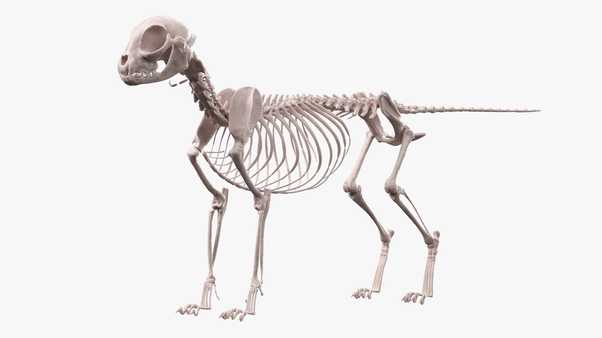 Animal Skeletons Collection 5 3D model https://p.turbosquid.com/ts-thumb/Ym/EiSsDC/jy/cat_skeleton_anatomy_structure_002/jpg/1776855254/1920x1080/fit_q87/2ec5591726eeea42d20338a90092bd1ab2f5eeb0/cat_skeleton_anatomy_structure_002.jpg