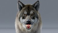 Wolf ( RIGGED ) ( FUR )