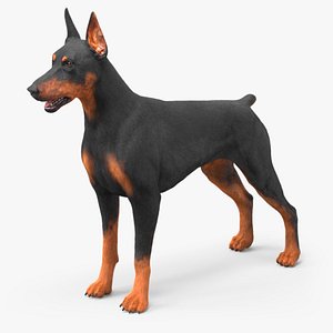 Doberman Pinscher Dog Fur 3D model