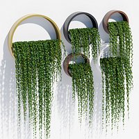 Wall planters ivy