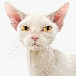 3D Cat White Fur Shorthair Rigged XGen Core model