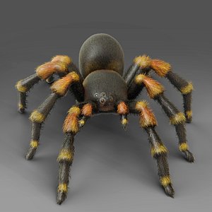 3D 3D Spider Tarantula Rigged and Animation