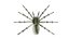 3D 3D Spider Tarantula Rigged and Animation