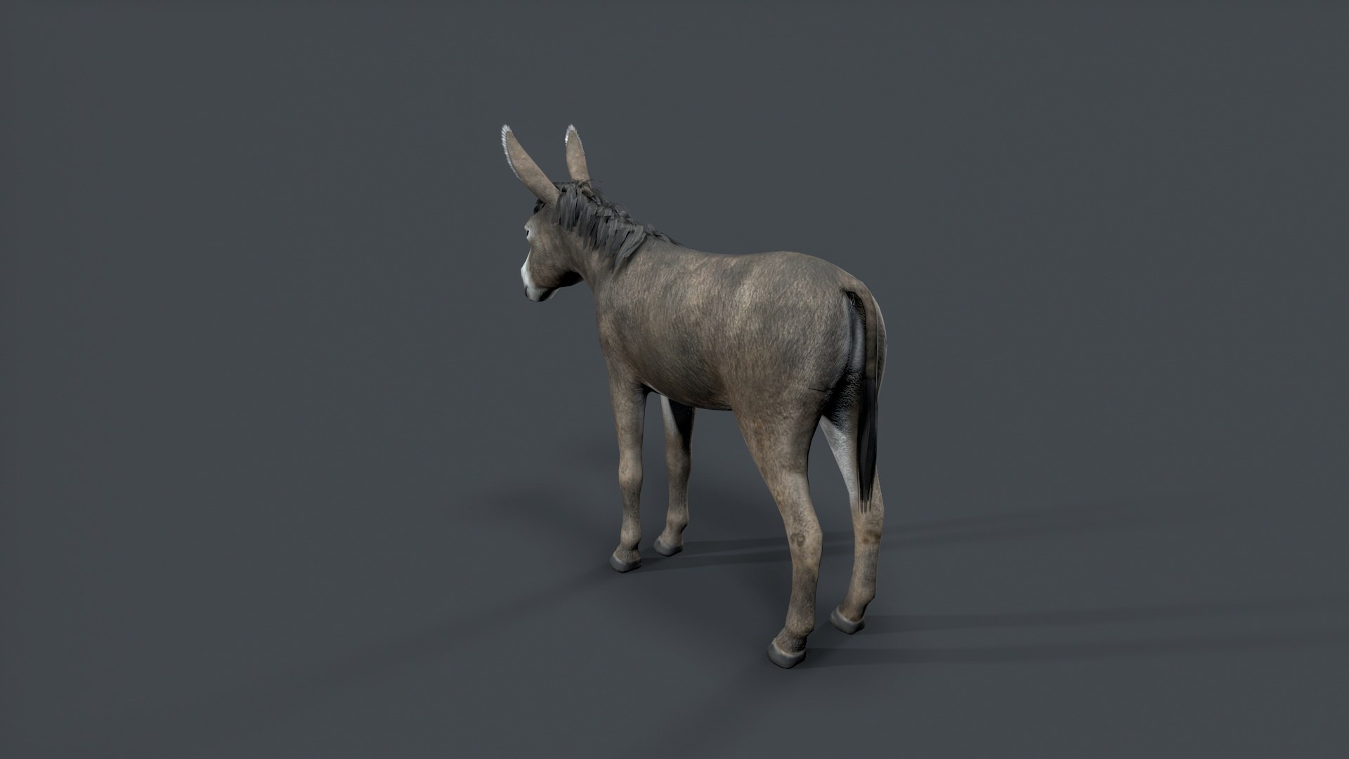 donkey 3D model https://p.turbosquid.com/ts-thumb/Yn/Gc2TAq/6s/tbrender_009/jpg/1761122822/1920x1080/fit_q87/97c1f9f73a9a7adf670d6e5203603af3bbc1a3d7/tbrender_009.jpg