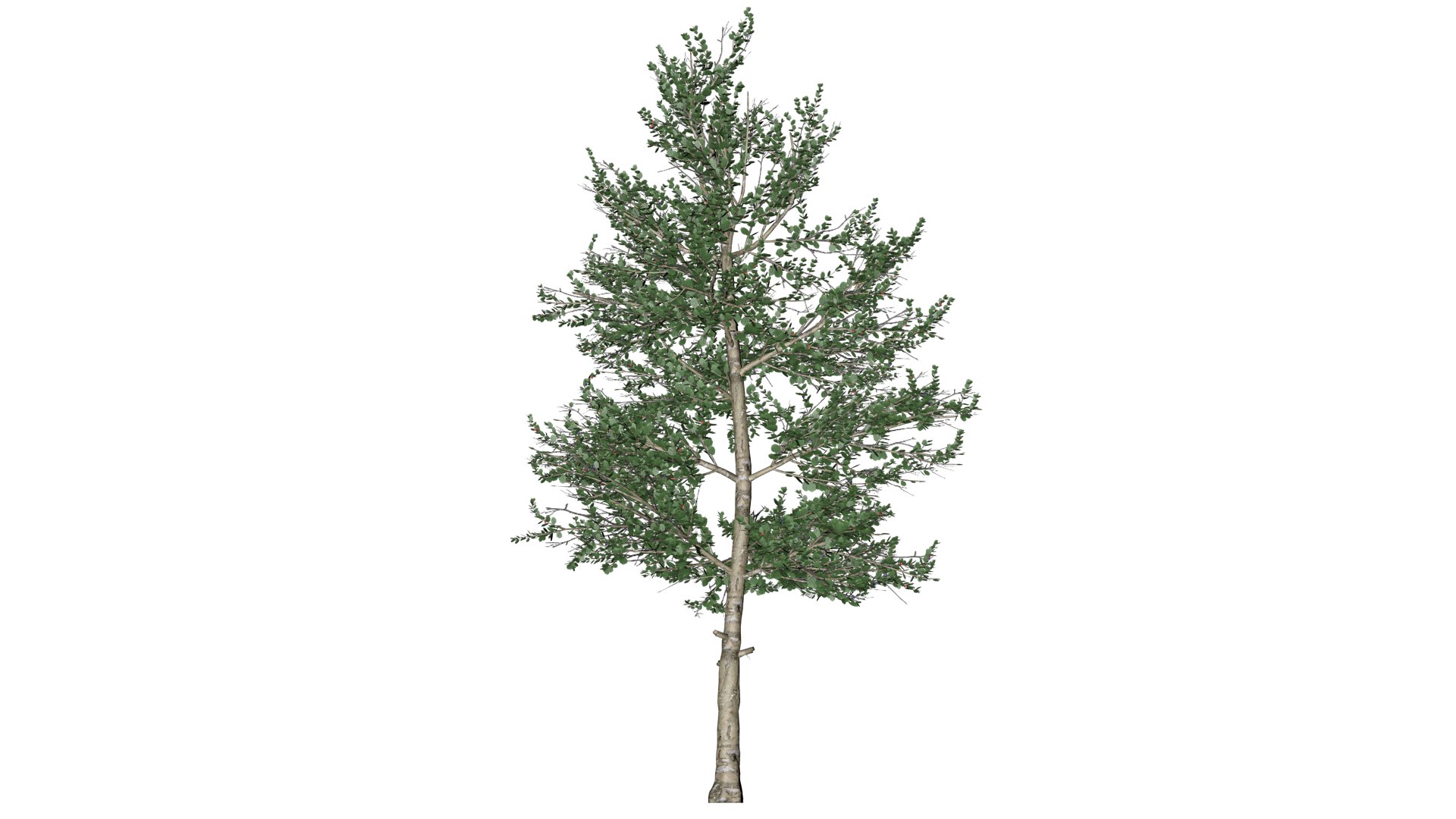 3D Carolina Buckthorn Shrub - 01 - - TurboSquid 2372636