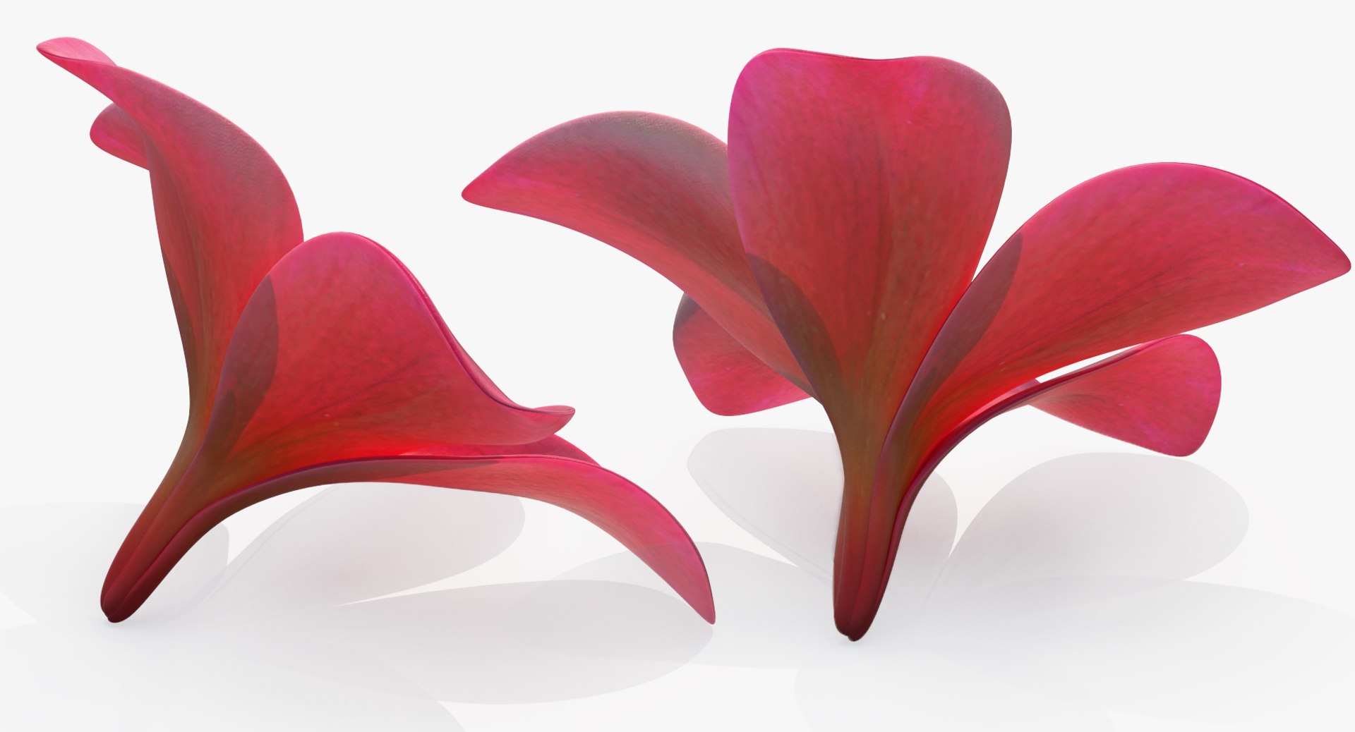 plumeria flower 3D model https://p.turbosquid.com/ts-thumb/Yn/S2Xh1a/0Jv6b9Yc/plumeriaflowercollectionc4dmodel023/jpg/1509197887/1920x1080/fit_q87/ba2265ea90735b57f9aee547c031250e26c57f61/plumeriaflowercollectionc4dmodel023.jpg